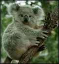Animaux. Marsupial Australien qui se nourrit d'eucalyptus.
