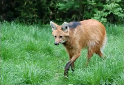 Quel est cet animal ?