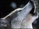 Pourquoi les loups hurlent-ils ?