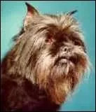 Quelle est cette race de chien ?