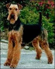 Quelle est cette race de chien ?