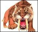 Durant la prhistoire, les tigres avait les dents longues, on les appelait les tigres  dent de ...