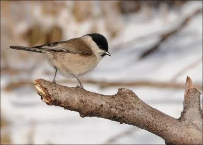 Quel est cet oiseau ?