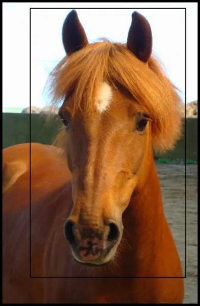 Comment s'appelle la marque sur la tte du cheval ?