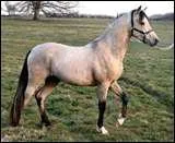 Quelle est la robe de ce cheval ?