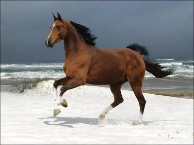 Quelle est la couleur de ce cheval ?