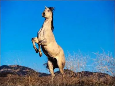 Quelle est la couleur de ce cheval ?
