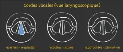 Quelle est la position des cordes vocales lors de la phonation ?