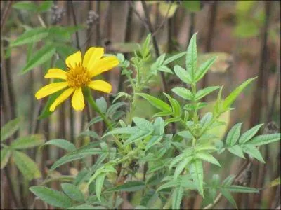 Comment se nomme cette fleur ?