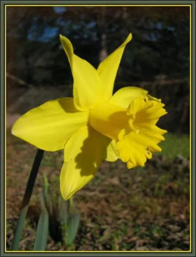 Comment se nomme cette fleur ?