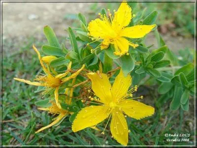 Comment se nomme cette fleur ?