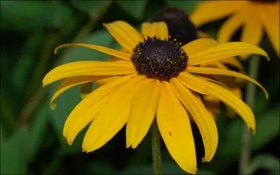 Comment se nomme cette fleur ?