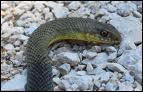 Quel est ce serpent le plus rapide de France, mesurant jusqu' 2 m 25 de long et dont la morsure n'est pas douloureuse ?