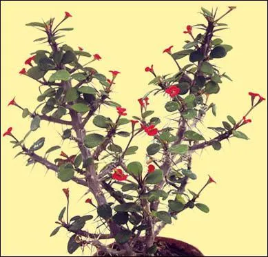 Quel est l'autre nom de l'Euphobia ?