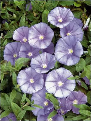 Quelle est cette fleur ?