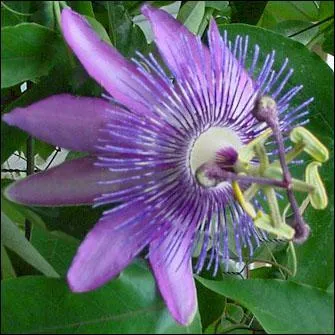 Quelle est cette fleur ?