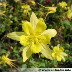 Quelle est cette fleur ?