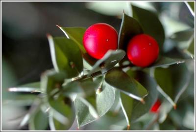 Comment se traduit le mot 'houx' en anglais ?