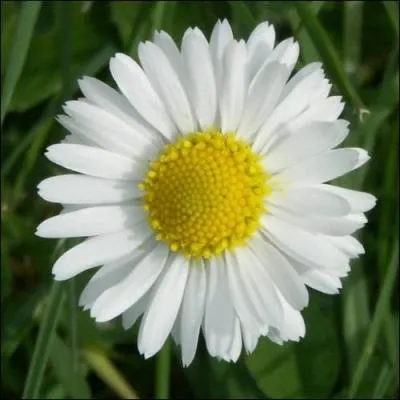 Quelle est cette fleur ?