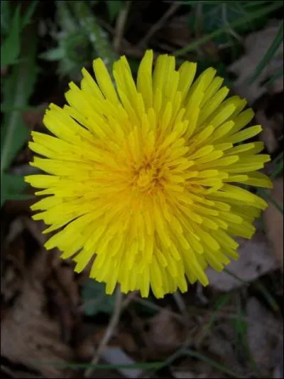 Quelle est cette fleur ?