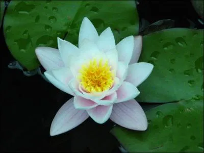 Quelle est cette fleur ?