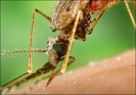 quel insecte transmet le paludisme