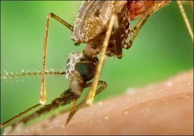 Quel genre de moustiques transmet le paludisme ?