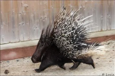 Dans quelle partie de l'Europe vit le porc-pic ?