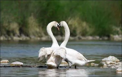 Comment s'appelle le comportement de sduction de certains animaux avant l'accouplement ?