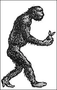 Comment s'appelle le probable anctre commun de l'homme et du singe ?