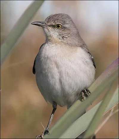 Quel oiseau d'Amrique est capable d'imiter le chant ou les cris d'autres oiseaux ?