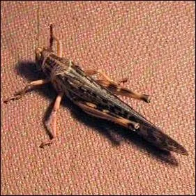 Pendant combien de kilomtres un criquet plerin peut voler sans se poser ?