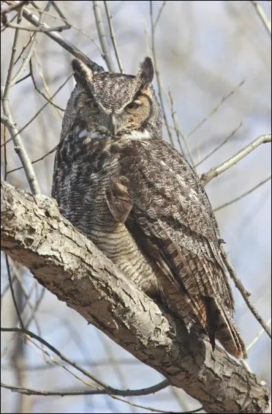 Quel est le plus gros hibou ?