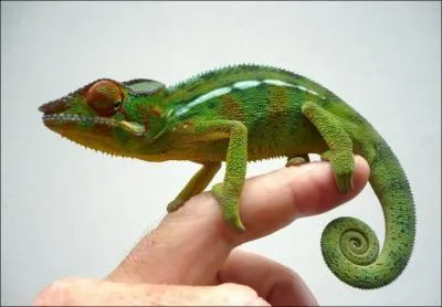 Avec quoi le camlon attrape-t-il ses proies ?