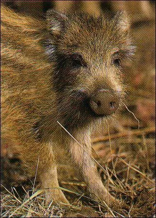 Comment s'appelle le petit du sanglier ?