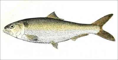 A quelle famille appartiennent le hareng, la sardine et le sprat ?