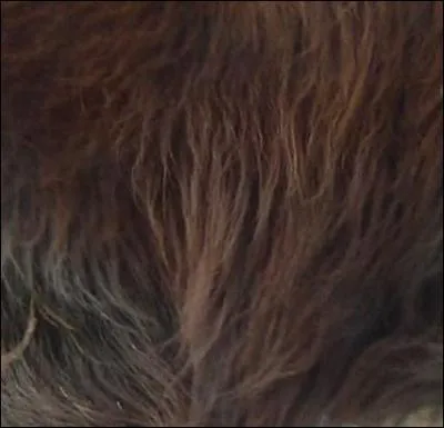 Quel mammifre a les plus longs poils ?