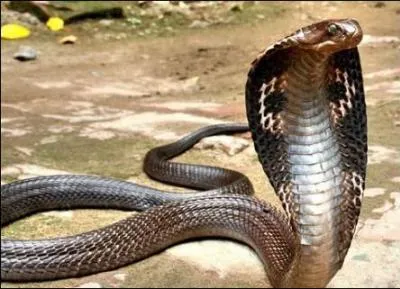 Quel est le surnom du cobra ?