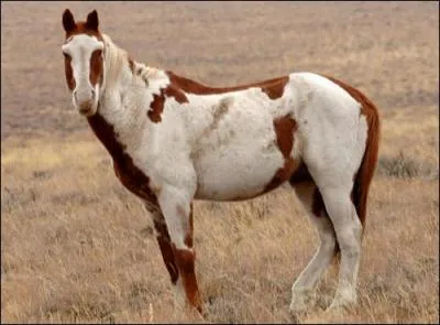 Comment s'appelle le cheval sauvage d'Amrique du Nord ?