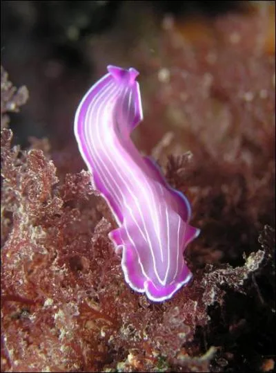 Quel est le ver plat dont les morceaux rgnrent un nouvel animal ?