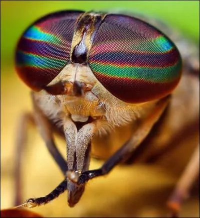 Quel insecte pique et suce le sang ?