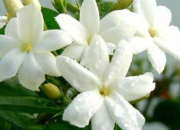 Quiz Les fleurs blanches