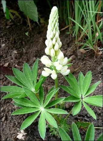 Comment se nomme cette fleur ?