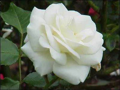 Comment se nomme cette fleur ?