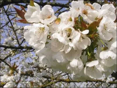 Comment se nomme cette fleur ?