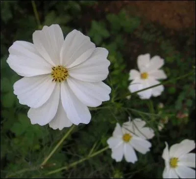 Comment se nomme cette fleur ?