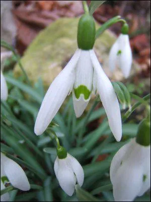 Comment se nomme cette fleur ?