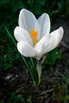 Comment se nomme cette fleur ?