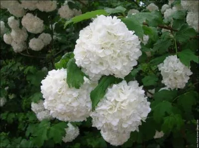 Comment se nomme cette fleur ?