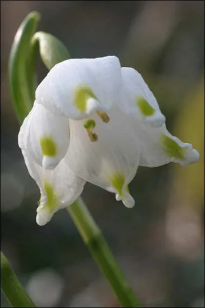 Comment se nomme cette fleur ?